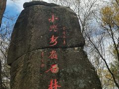 -汤旺河林海奇石景区