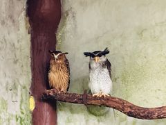 -吉隆坡雀鸟公园