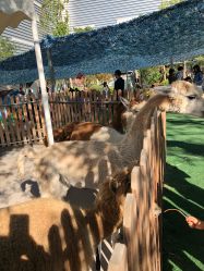 -萌宠亲子动物乐园(槐房万达店)