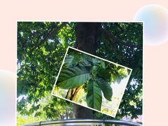 -广州神农草堂中医药博物馆