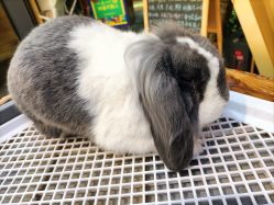 -未来动物城主题公园(正弘城店)