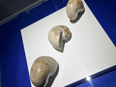 -贝壳王国博物馆