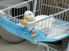 -怪兽屋·羊驼·猫咖·狗咖(俊华广场店)