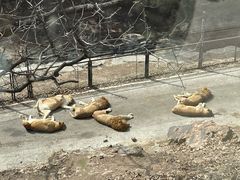 -大连森林动物园