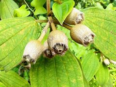 -广州神农草堂中医药博物馆