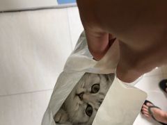 -瑞派动物医院·猫专科·至诚(江南中分院)
