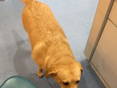 -顺强宠物诊所·狂犬免疫·夜诊·骨科(嘉定店)