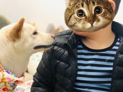-柴迷FANS CLUB·柴犬狗咖·猫咖