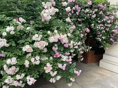 -谷咖啡·鲜花绿植花园餐厅