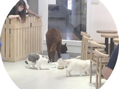 -Heymao猫咖.咖啡厅(东门店)