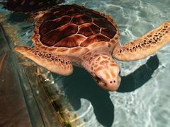 -芜湖新华联大白鲸海洋公园