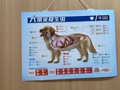-米苏动物医院·犬猫专科·骨科外科内窥镜