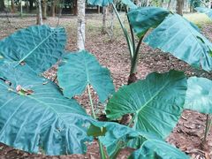 -中国科学院西双版纳热带植物园