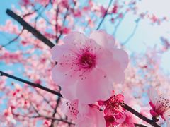 -白塘生态植物园