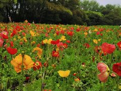 -上海共青森林公园