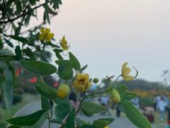 -瑶湖郊野森林公园