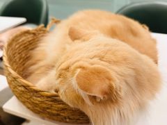 -安格丽娜·狗咖·猫咖羊驼咖(春熙路百盛商场店)