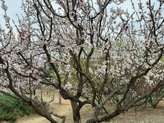 -北京西山国家森林公园