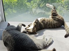 -四月宠物医院·猫专科·心脏专科·内科(转塘店)
