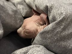 -天宠宠物医院24小时·急重症诊疗中心·全科·腔镜特色(和平分院)