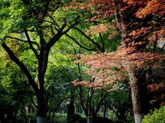 -青枫公园