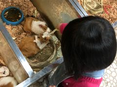 -上海大自然野生昆虫馆(东方明珠·爬宠昆虫探索中心)