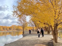 -金塔沙漠胡杨林景区