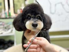 -鑫艺宠物美容培训学校