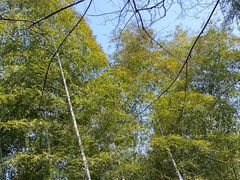 -上海佘山国家森林公园西佘山园