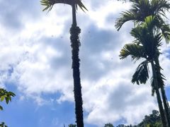 -海南热带雨林国家公园吊罗山景区