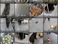 -宠物之家Pets Home 宠物寄养酒店