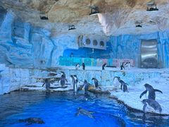 -海合安青岛极地海洋公园