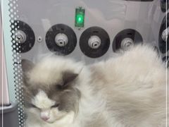 -FAELING PETS美天灵宠物(富力广场店)