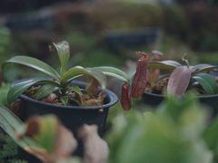 -国家植物园南园