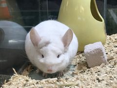 -宠物世家(仲盛世界商城店)