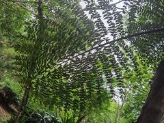 -中国科学院西双版纳热带植物园