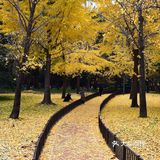 疯狂的金黄色，错过要等一年