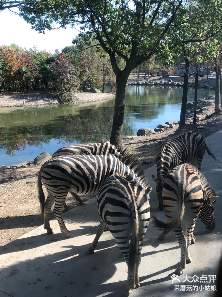 野生动物园最有名的就是百岁山动物表演,有-大众点评