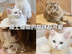 -楼上猫咖(罗湖店)