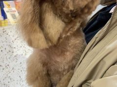 -FAELING PETS美天灵宠物(富力广场店)
