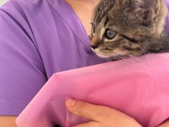 -北京观赏动物医院·24小时大型综合·猫专科·异宠专科