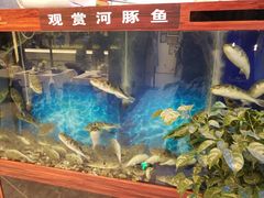 -肆月河豚·新淮扬(金融街店)