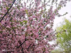 -洛阳市隋唐城遗址植物园
