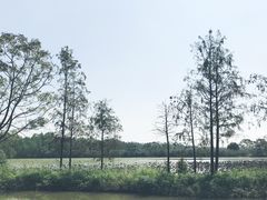 -大湾区中央湿地公园