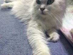 -喵的天空名猫咖啡馆·撸猫·猫舍·用品