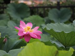 -莲花池公园