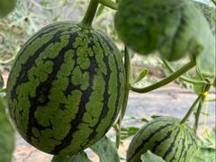 -庞各庄翠芳园西瓜蔬菜基地采摘园