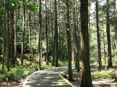 -武陵山森林公园