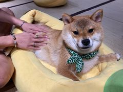 -逗柴咖啡屋·狗咖猫咖宠物桌游