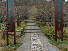 -香雪海